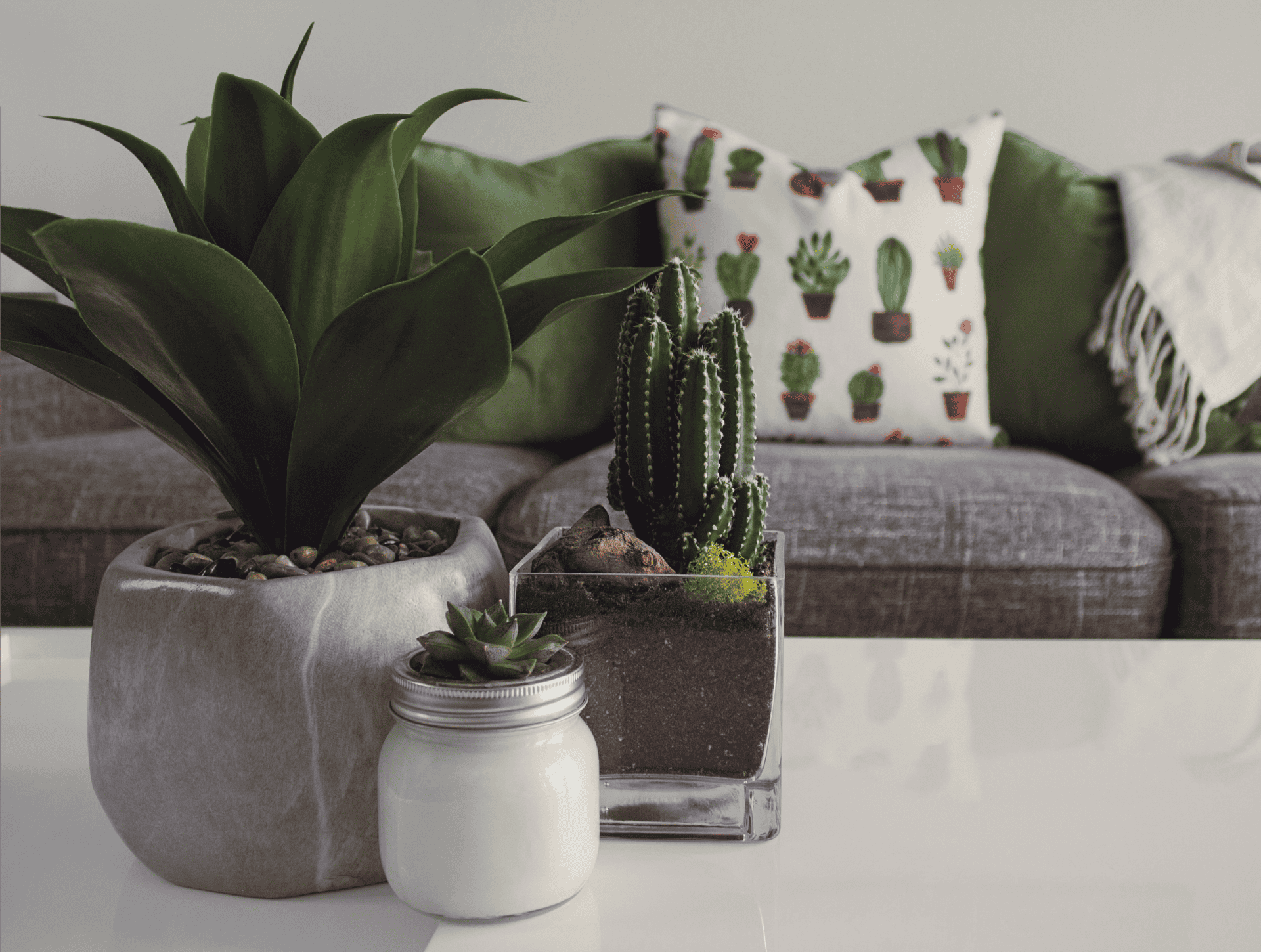 Houseplants on coffee table in living room