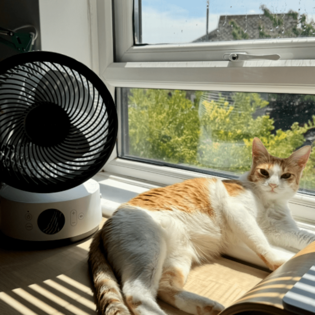 Der tragbare MeacoFan Sefte 8 sorgt im Sommer für Abkühlung neben der Katze - aus einer Kundenbewertung